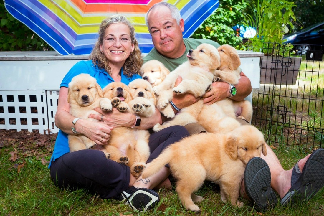 sunstruck goldens