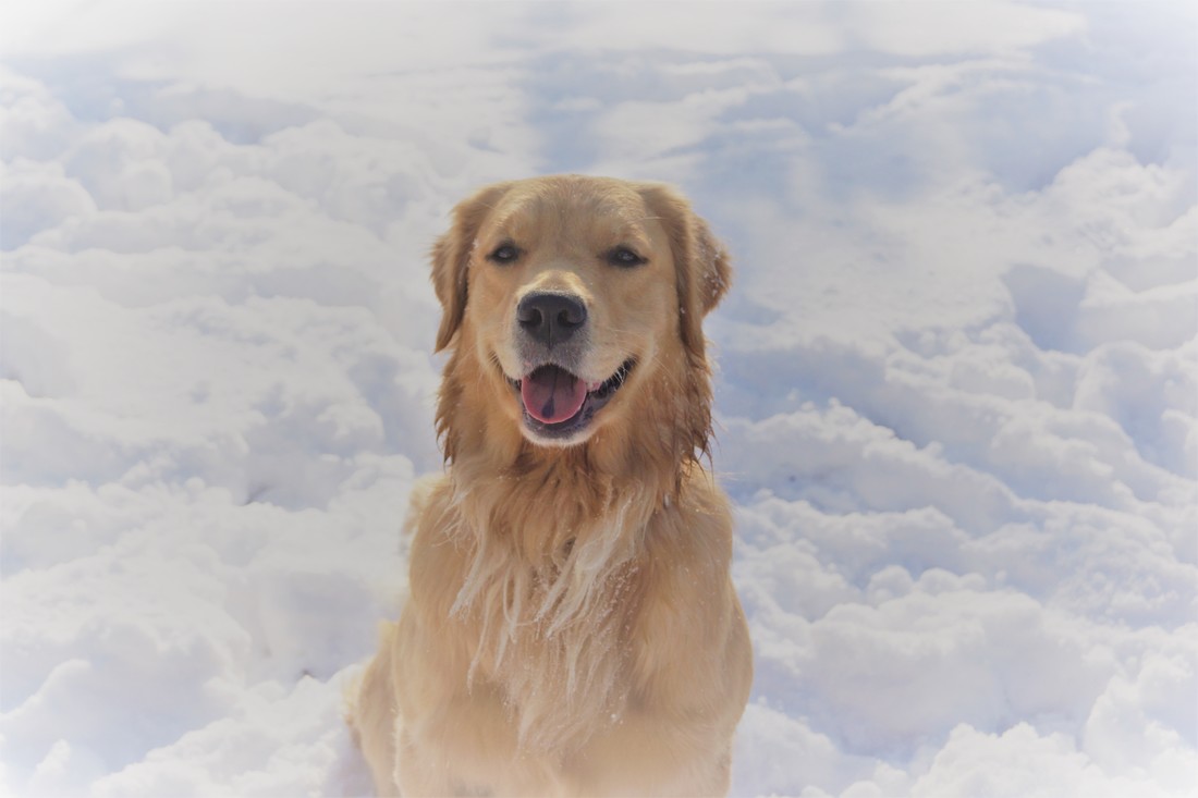 sunstruck goldens