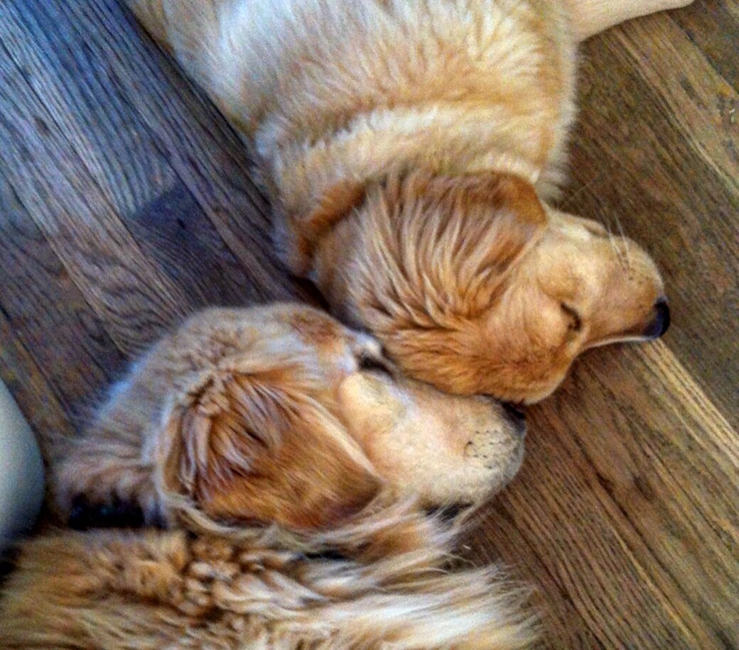 sunstruck goldens